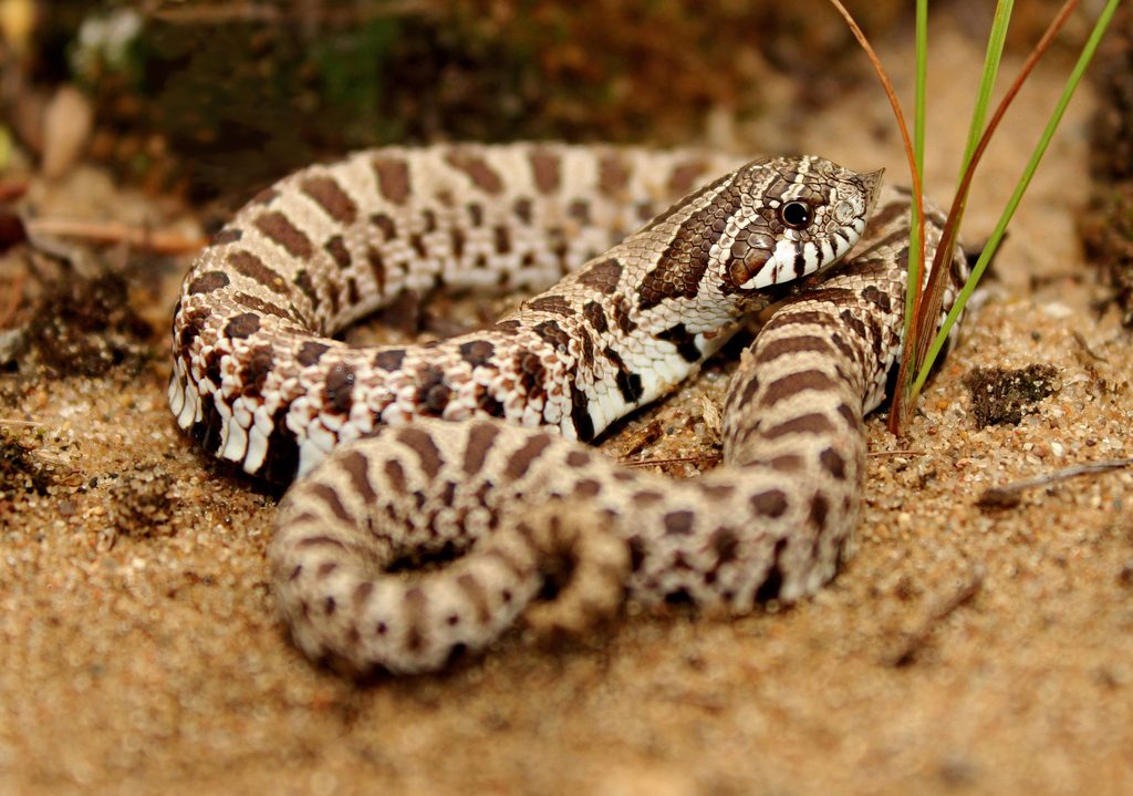 Heterodon nasicus reference
