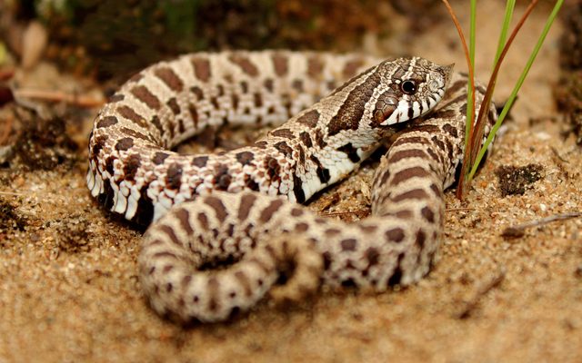 Western Hognose Snake reference