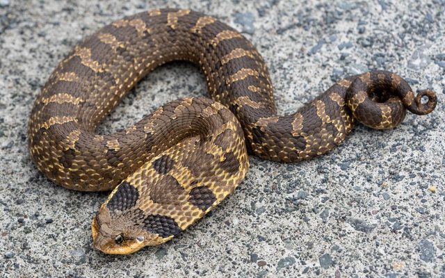 Eastern Hognose Snake reference