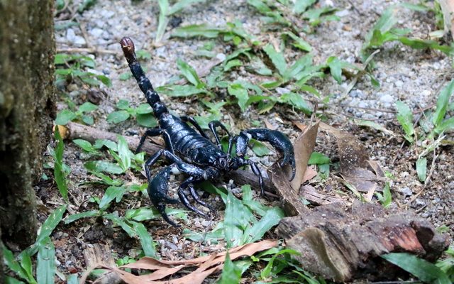 Asian Forest Scorpion reference