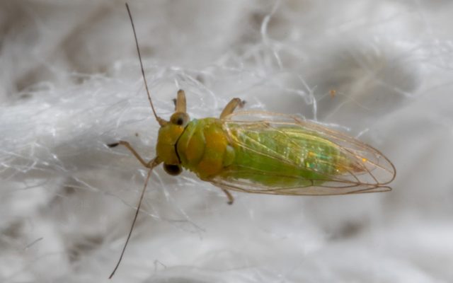 Leucaena Psyllid reference