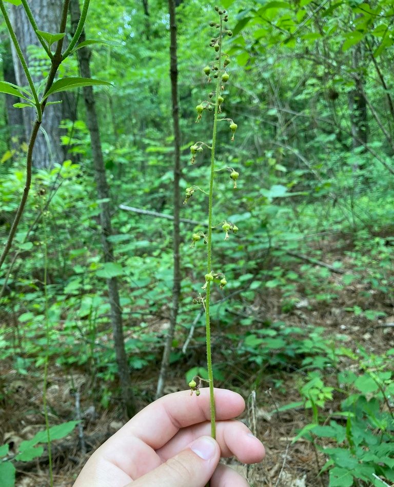 American alumroot reference