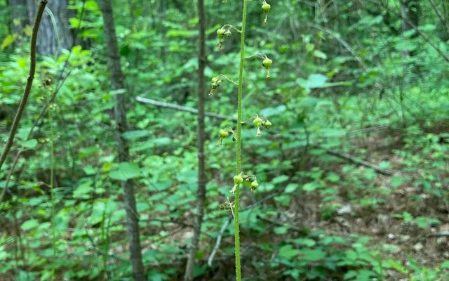 American Alumroot reference