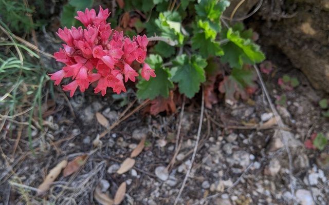 Coral Bells reference
