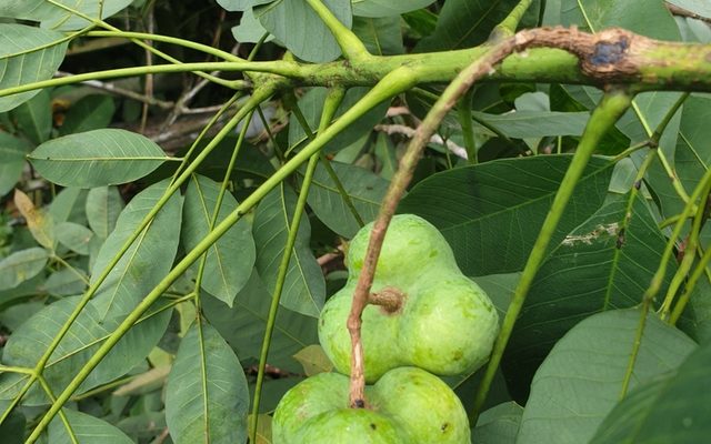 Rubber Tree reference