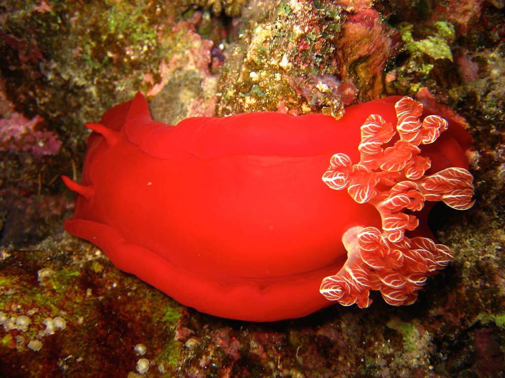Spanish Dancer reference