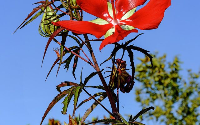 Scarlet Rose Mallow reference