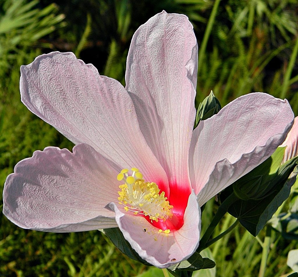 Swamp Rosemallow reference