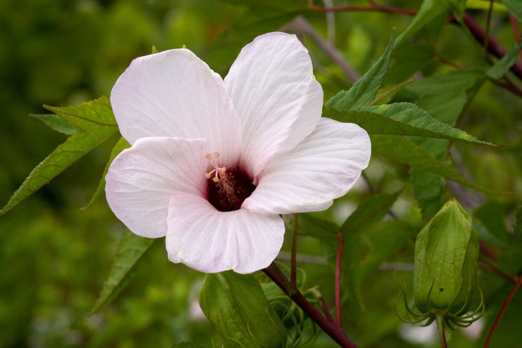 Halberd-leaf Rosemallow reference