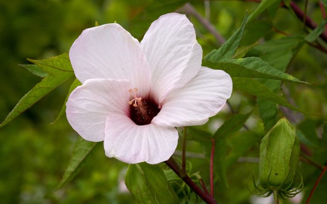 Halberd-Leaved Rose Mallow reference