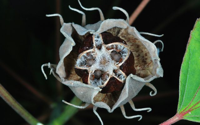Swamp Rose Mallow reference