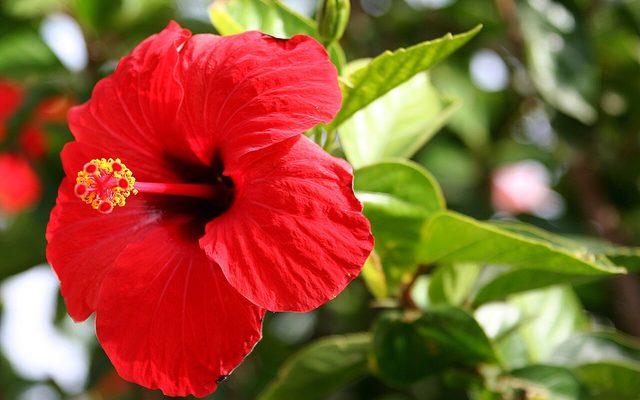 Chinese Hibiscus reference