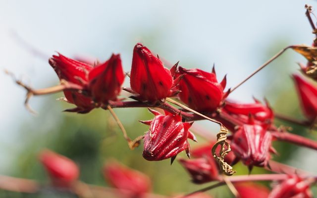 Roselle reference