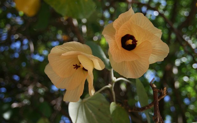 Sea Hibiscus reference