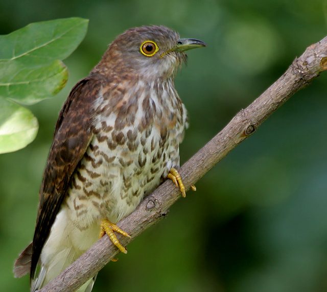 Common Hawk-Cuckoo reference