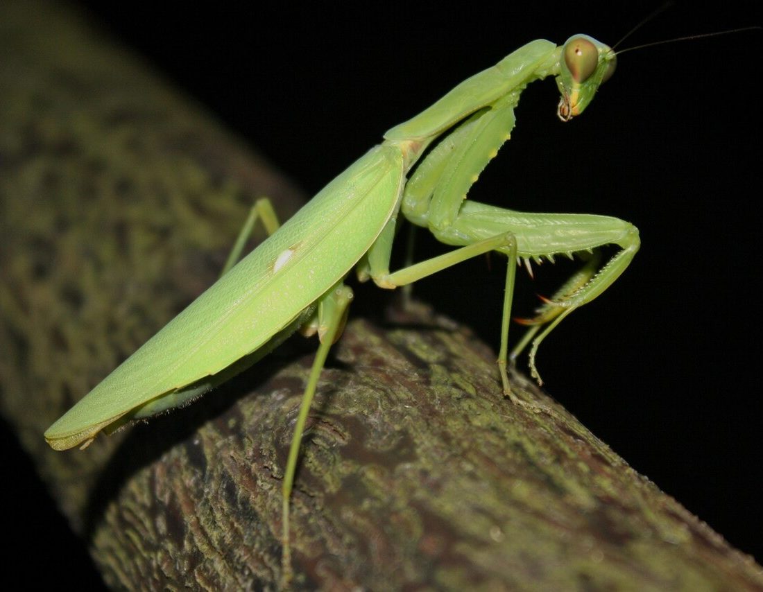 Giant Asian Mantis reference
