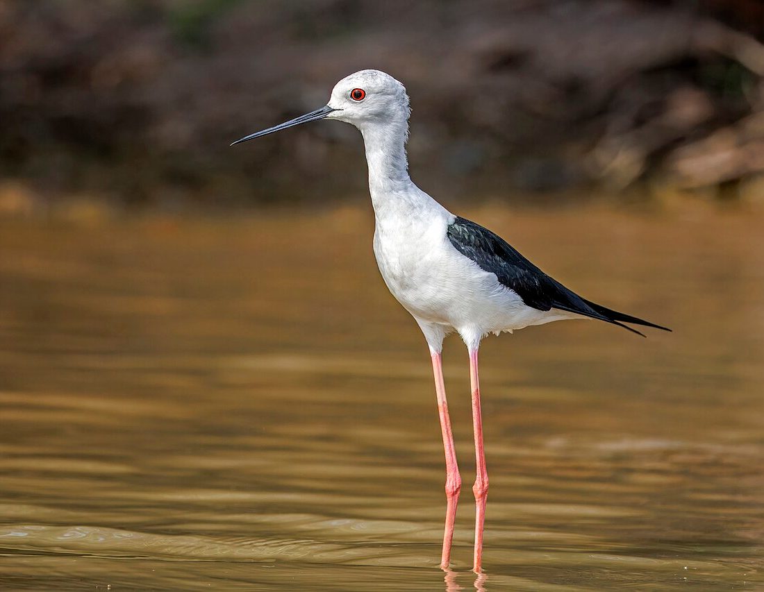 Black-winged Stilt reference