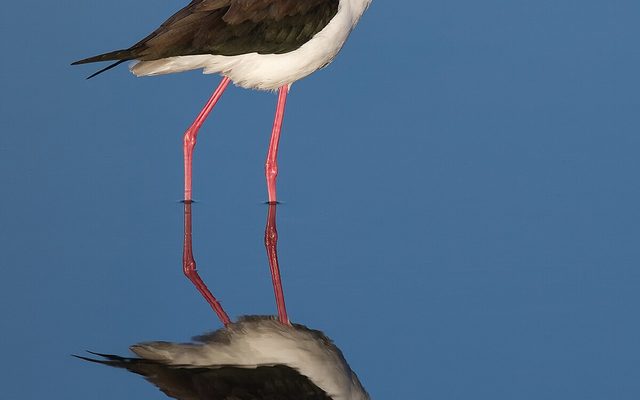 Black-Necked Stilt reference