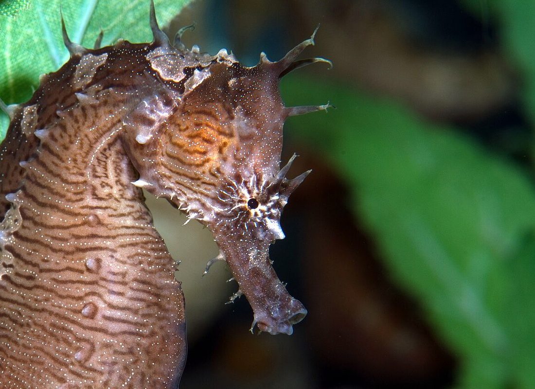 Lined Seahorse reference