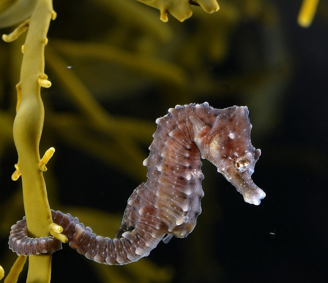 Short-snouted Seahorse reference