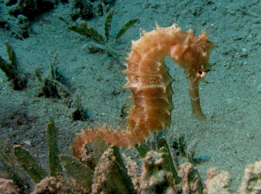 Thorny Seahorse reference