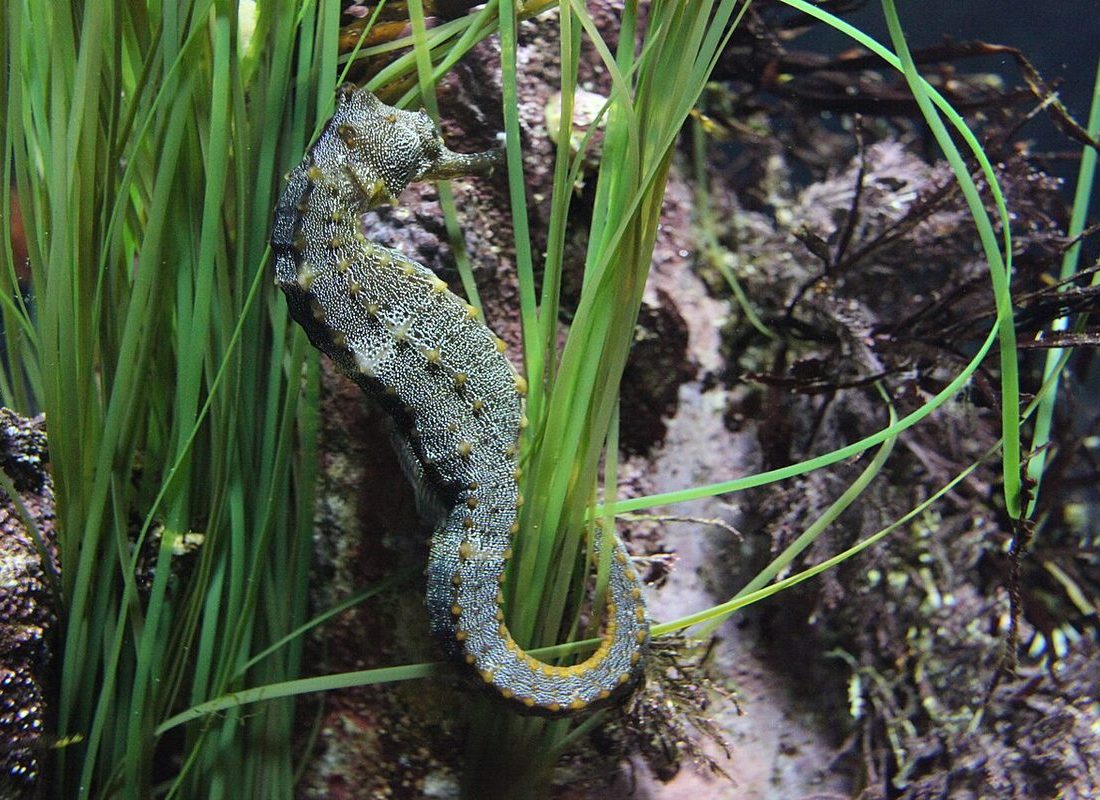 Pacific Seahorse reference