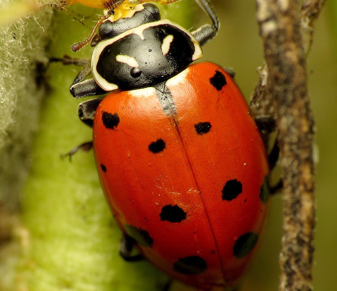 Convergent Lady Beetle reference