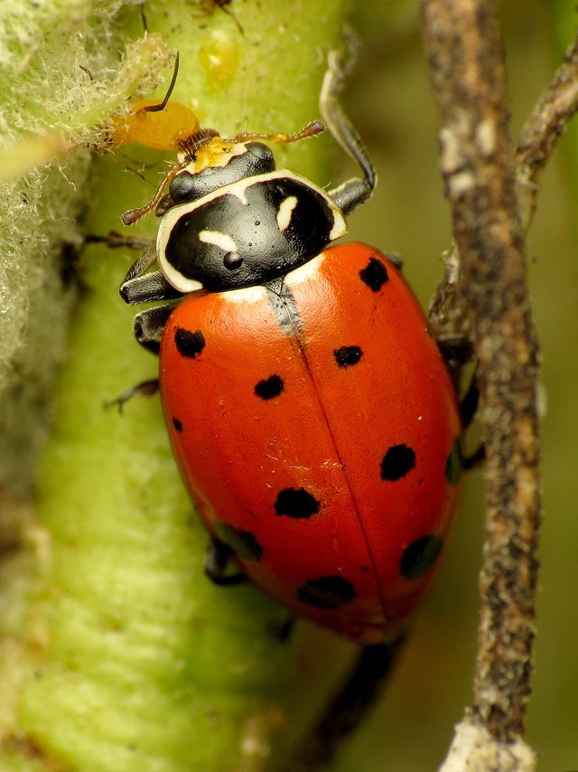 Convergent Lady Beetle reference