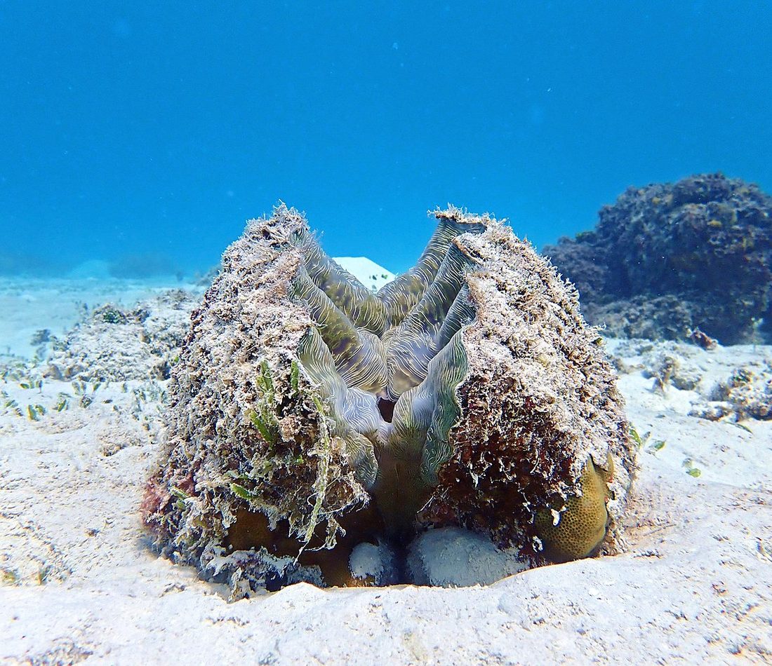 Bear Paw Clam reference