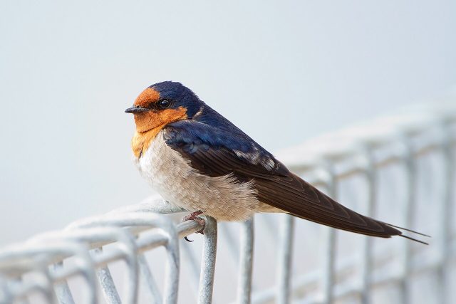 Welcome Swallow reference