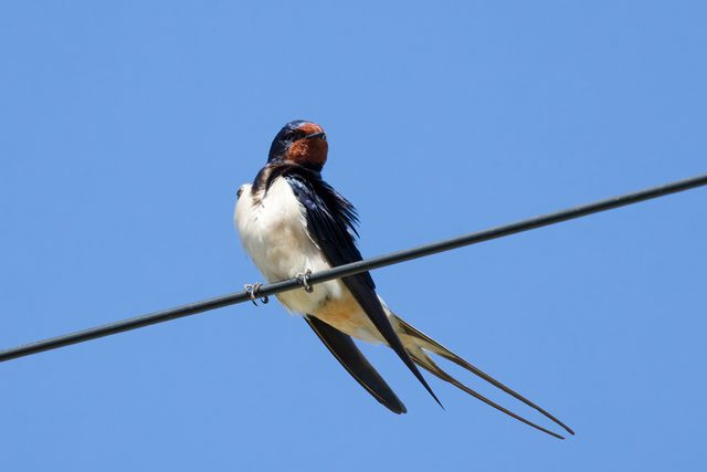 Barn Swallow reference