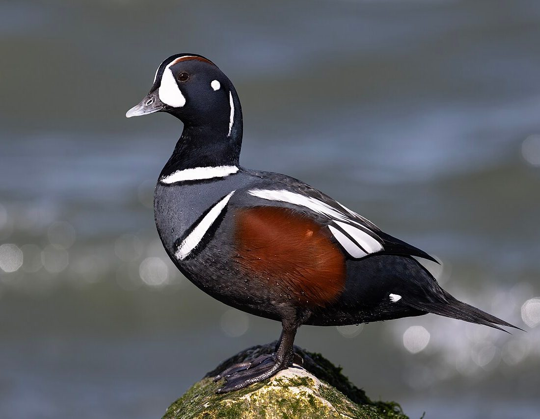 Harlequin Duck reference
