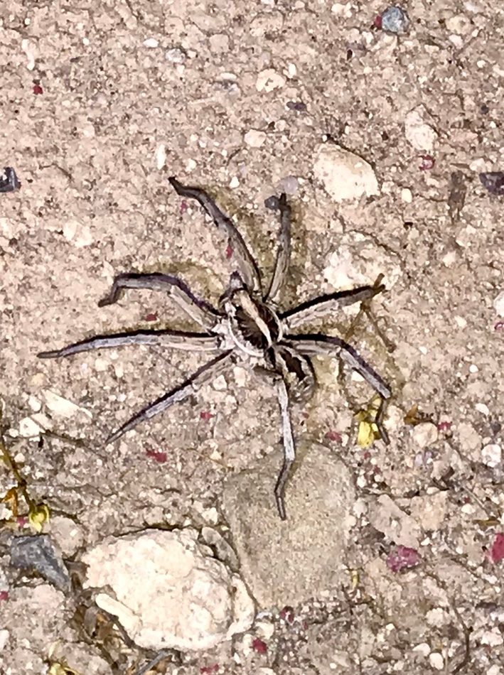 Spotted Wolf Spider reference