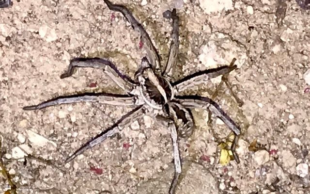 Carolina Wolf Spider reference