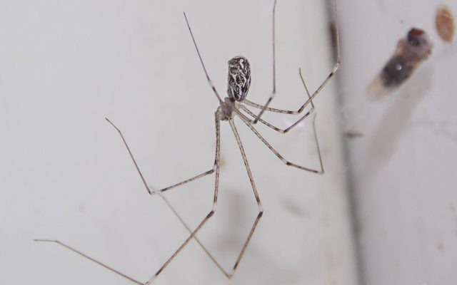 Marbled Cellar Spider reference