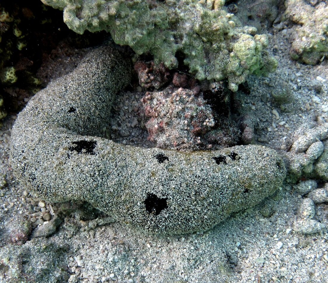 Black Sea Cucumber reference