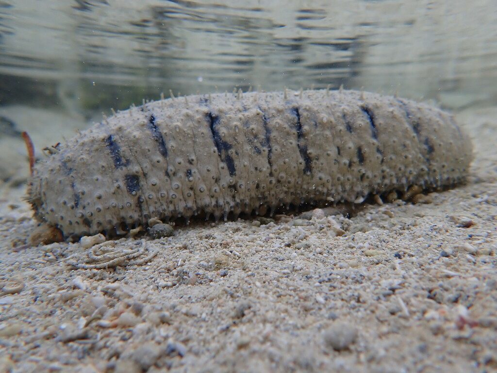 Sandfish reference