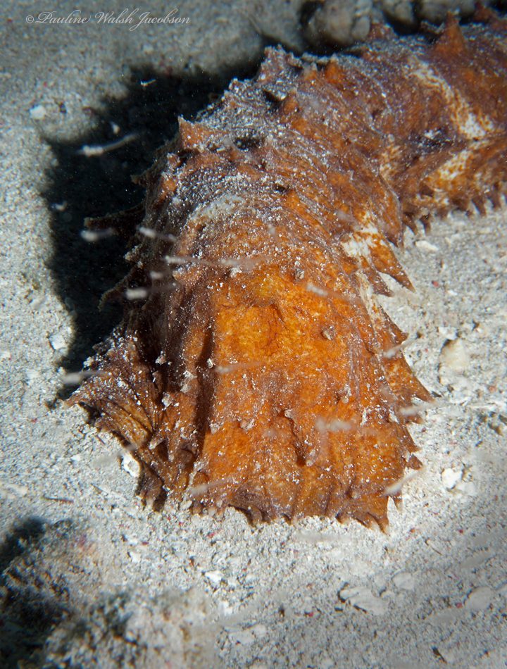 Tiger's Tail Sea Cucumber reference