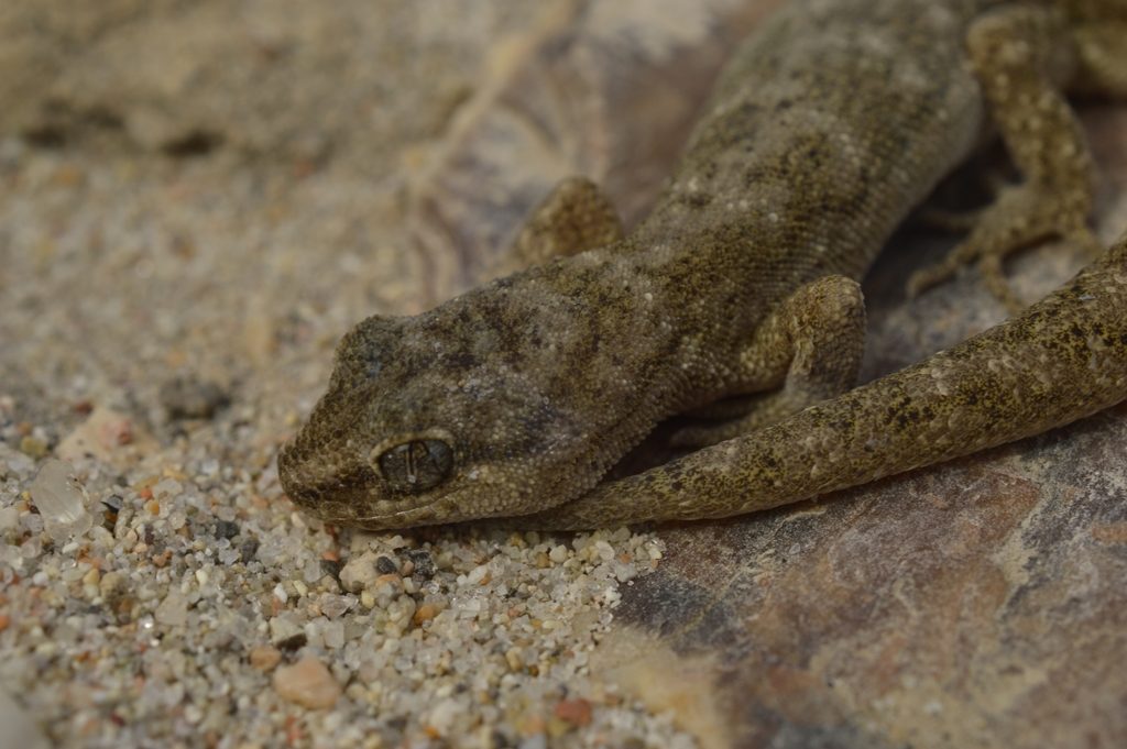 Darwin's Gecko reference
