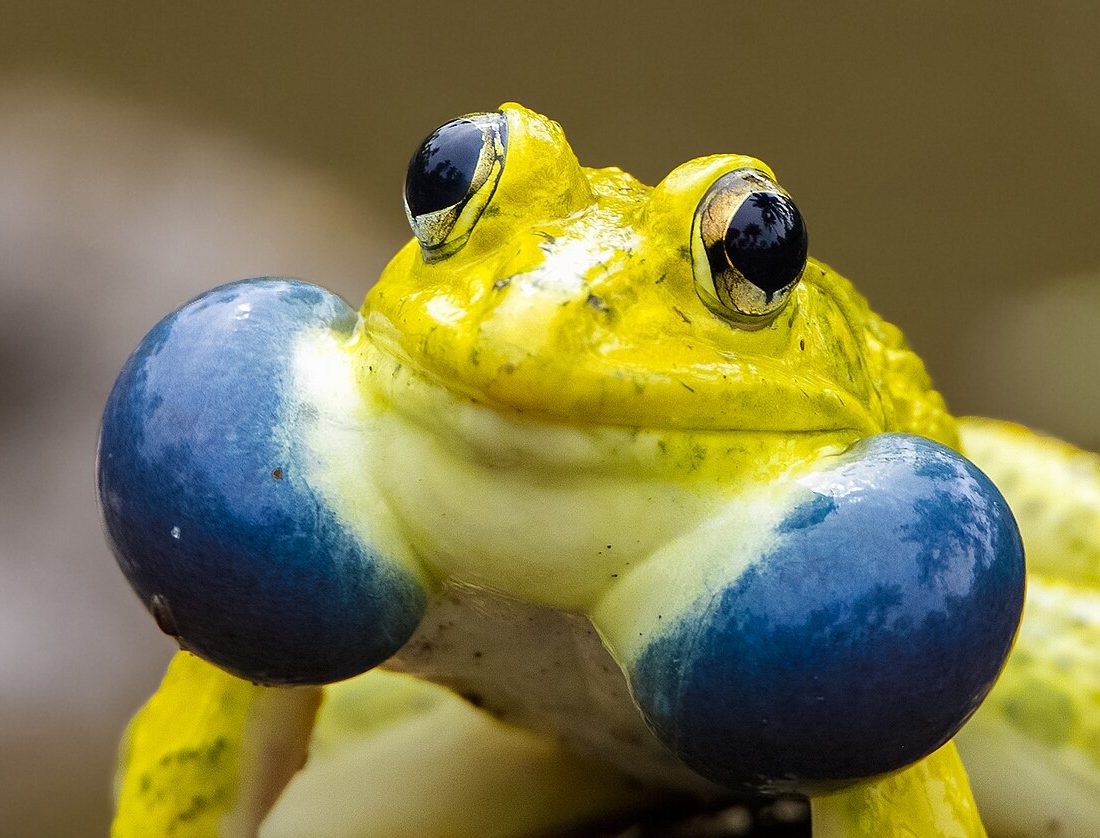 Indus Valley Bullfrog reference