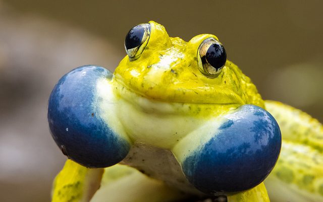 Indus Valley Bullfrog reference