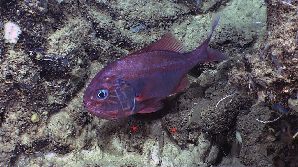 Orange Roughy reference