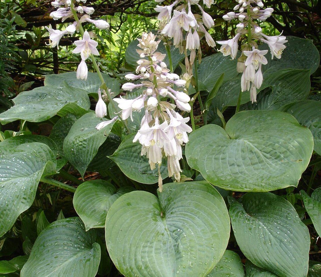 Hosta fortunei reference
