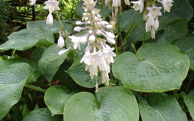 Fortune's Hosta reference