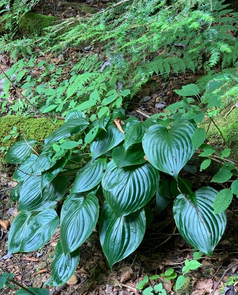 Scented hosta reference