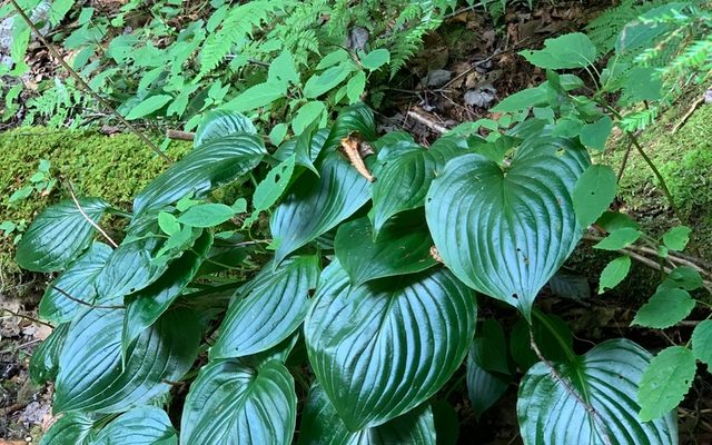 Fragrant Hosta reference