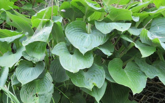 Siebold's Hosta reference
