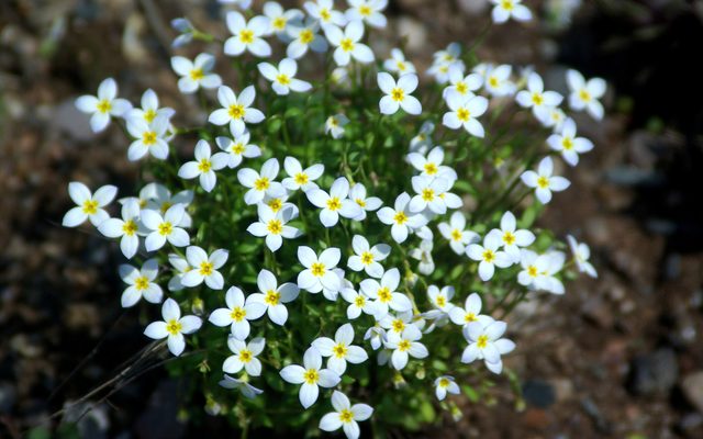 Azure Bluet reference