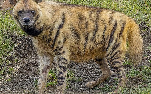 Striped Hyena reference