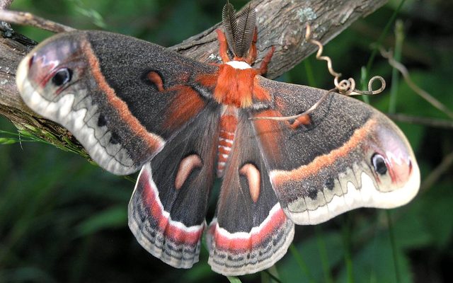 Cecropia Moth reference
